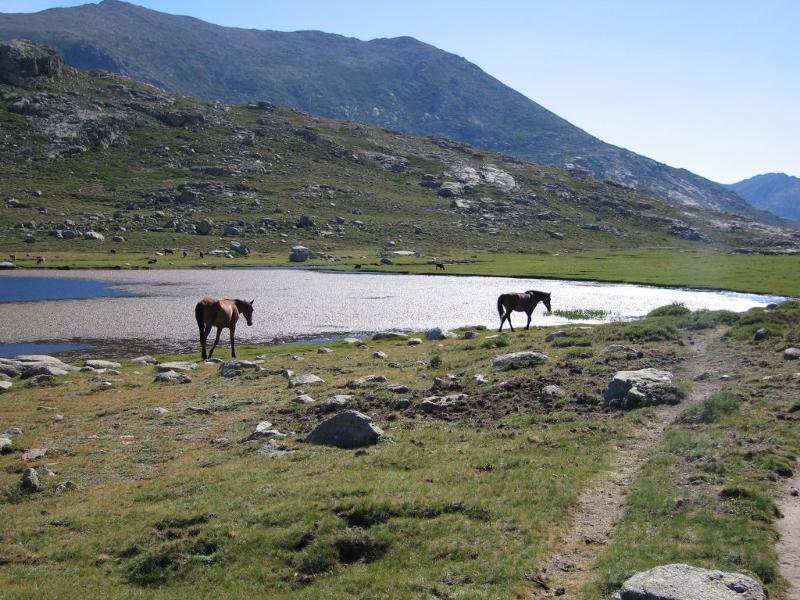 chevaux en pleine nature lors d'une colonie de vacances randonnée