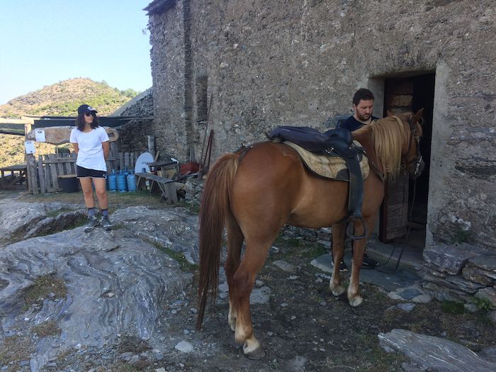 Cheval lors d'une colonie de vacances corse