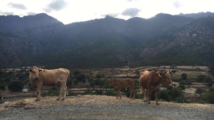 Trois vaches au milieu des montagnes lors d'une colonie de vacances corse