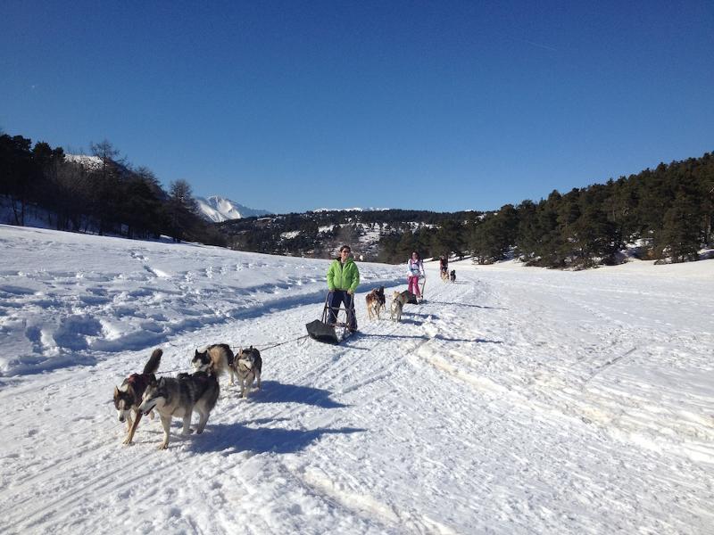 chiens de traineaux sur la neige avec un ciel bleu en colonie ski vosges