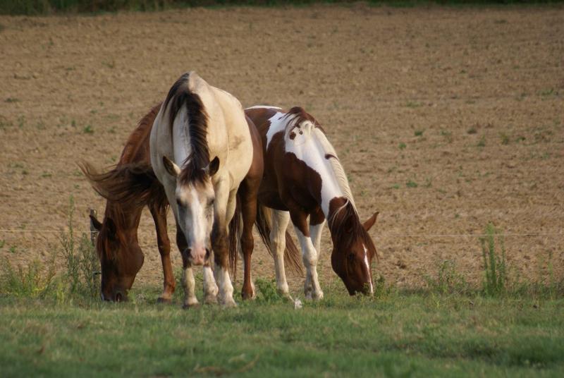Des chevaux broutant dans le ranch