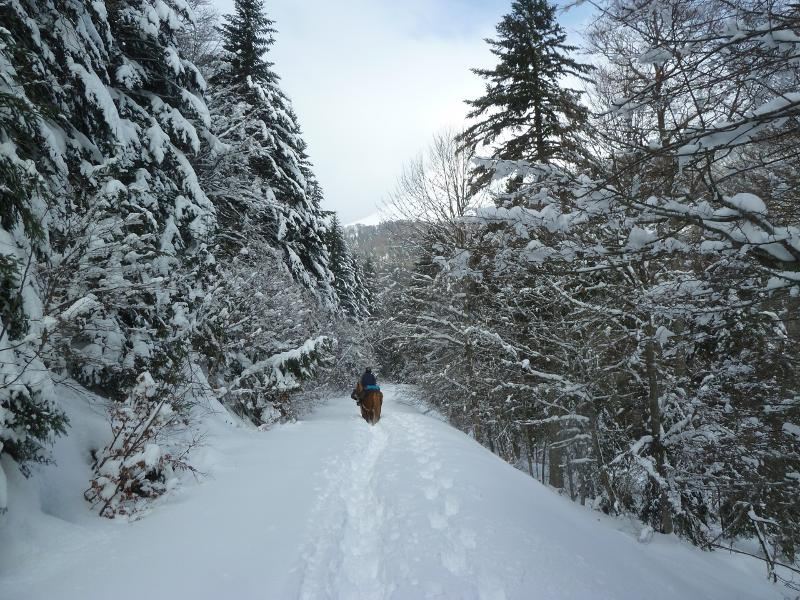 Un paysage hivernal pendant une colonie de vacances équitation