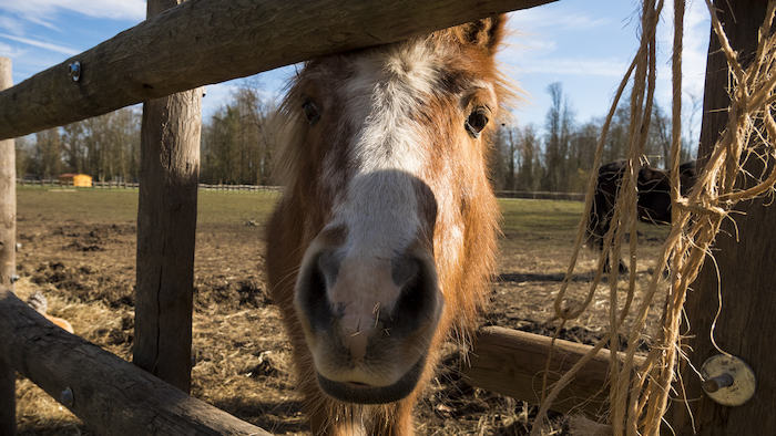 Un cheval en colonie de vacances Maine et Loire