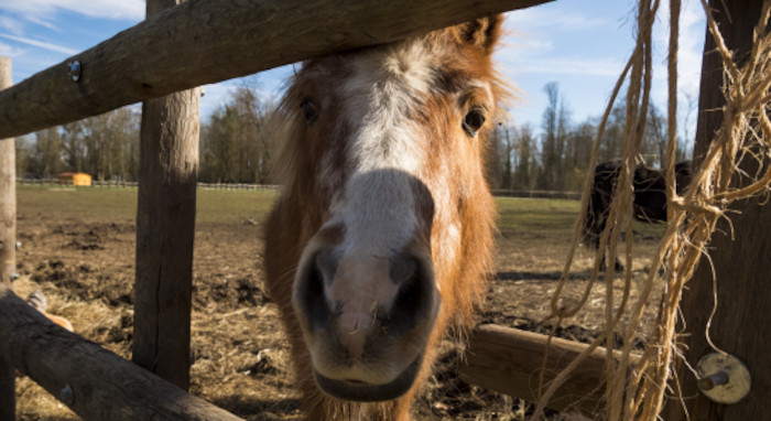 Animal dans son enclos lors d'une colonie de vacance nature