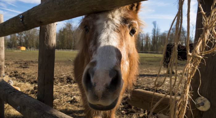 Un âne est attiré par le photographe