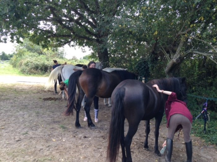 Les chevaux sont accrochés après la balade lors lors d'une colonie de vacances d'équitation