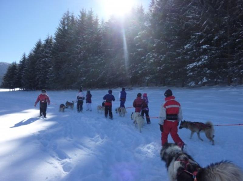 Les enfants de la colonie de vacances dans les Pyrénées promènent les chiens de traineaux dans un paysage enneigé