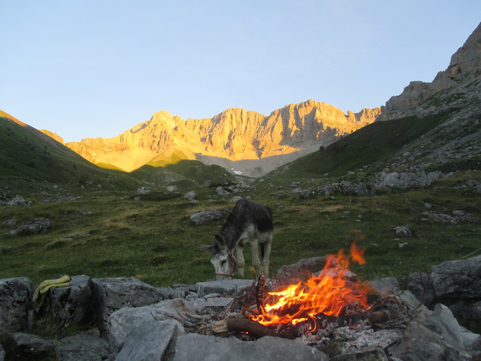 Un âne broute de l'herbe derrière le feu de camp lors d'une colonie de vacance nature dans les Pyrénées