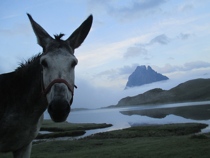 Un âne pose pour une photo de colonie de vacances devant un paysage montagneux et nuageux