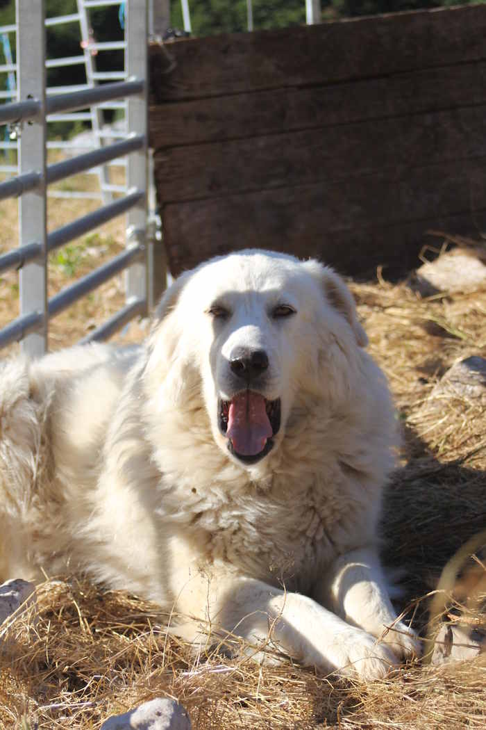 Le chien est assis dans la paille lors d'une colonie de vacance nature dans les Pyrénées
