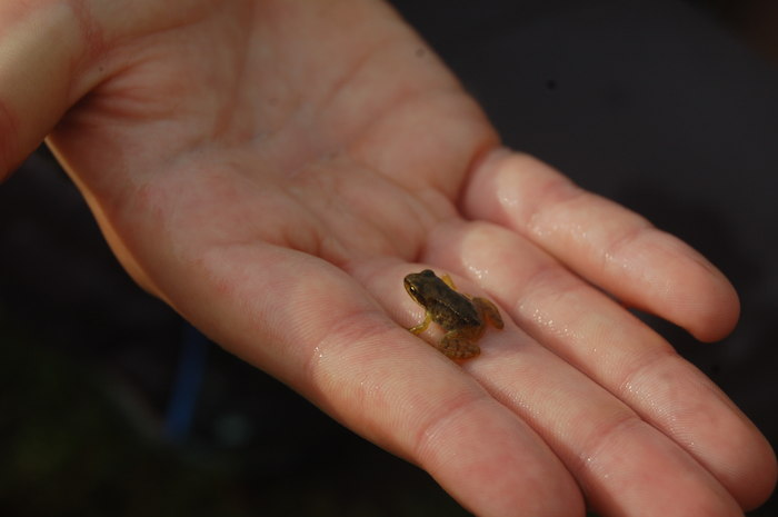 Une mini grenouille se trouve dans la main d'un enfant  lors d'une colonie de vacances nature dans les Pyrénées