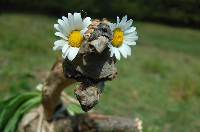 Une sculpture de bois et de fleurs  lors d'une colonie de vacances dans les Pyrénées.