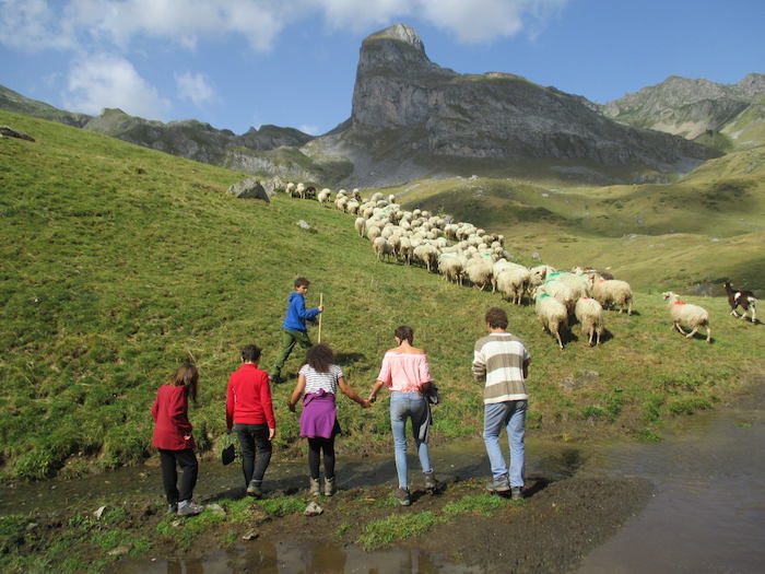 Les jeunes suivent le troupeau de moutons  lors d'une colonie de vacances dans les Pyrénées.