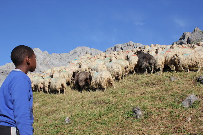 Un garçon regarde le troupeau de moutons dans la montagne  lors d'une colonie de vacances dans les Pyrénées.