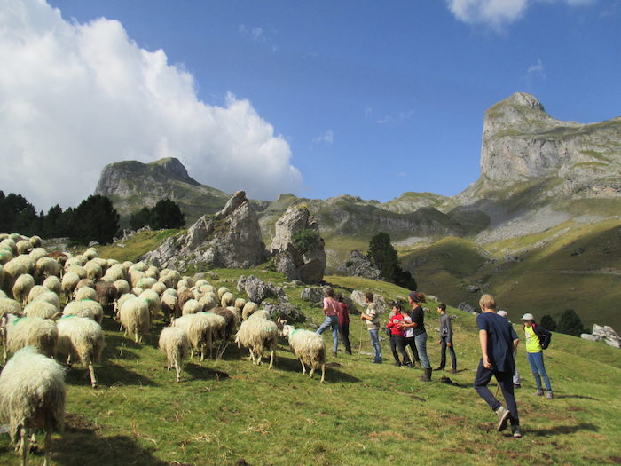 Les jeunes suivent le troupeau de moutons lors d'une colonie de vacances dans les Pyrénées.