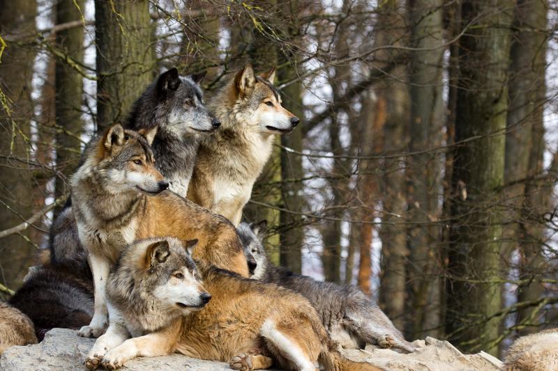 loups couchés et assis en colonie de vacances animaux