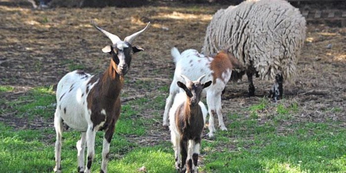 chèvres et moutons dans un pré en colo animaux