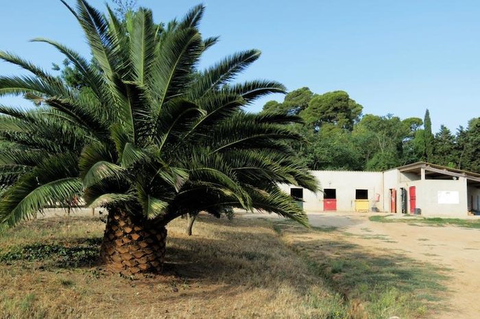Le palmier à côté de l'écurie d'une colonie de vacances Pyrénées-Orientales