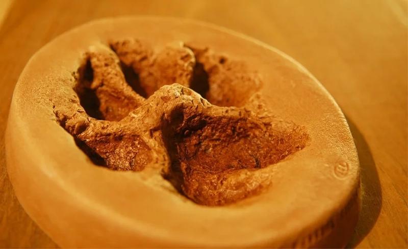 Moulage d'une empreinte de loup à la colonie de vacances Occitanie
