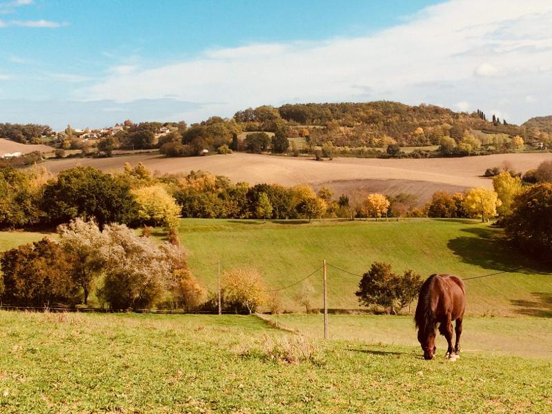Cheval broutant de l'herbe dans un champs en colonie de vacances équitation