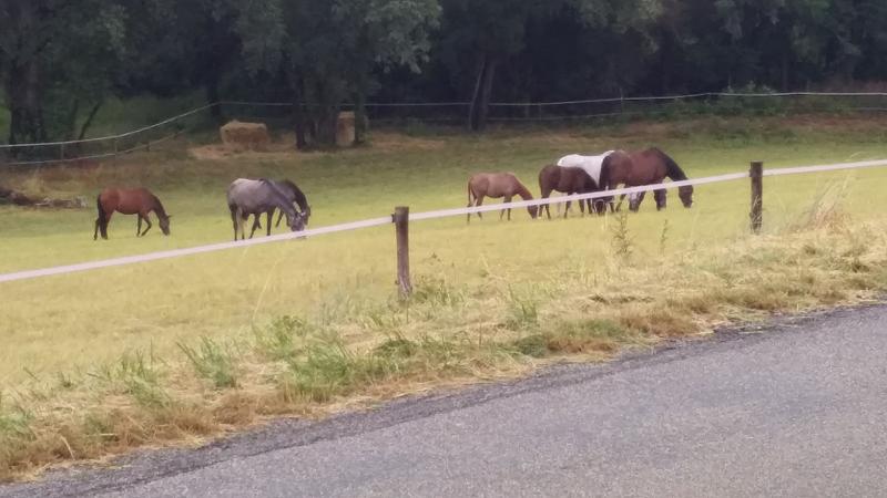 Un troupeau de chevaux broutent dans un champs en colonie de vacances équitation