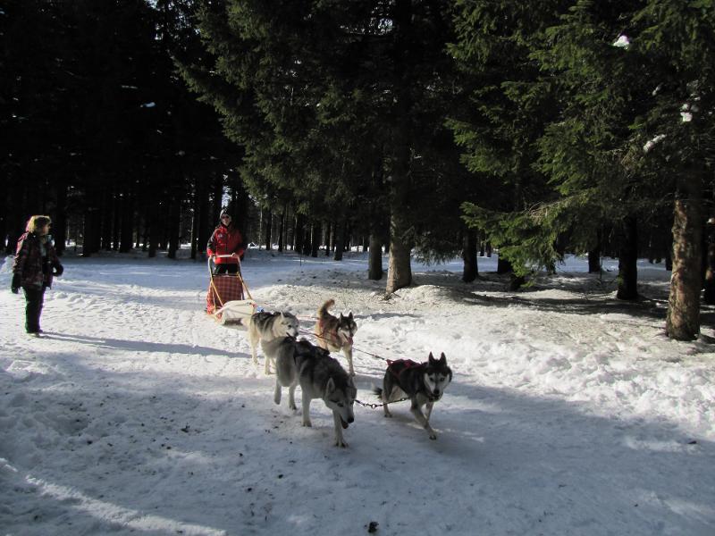 chiens de traineau qui courent en colo hiver