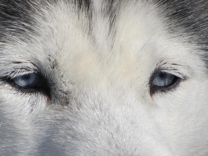 gros plan sur les yeux d'un husky en colo d'hiver