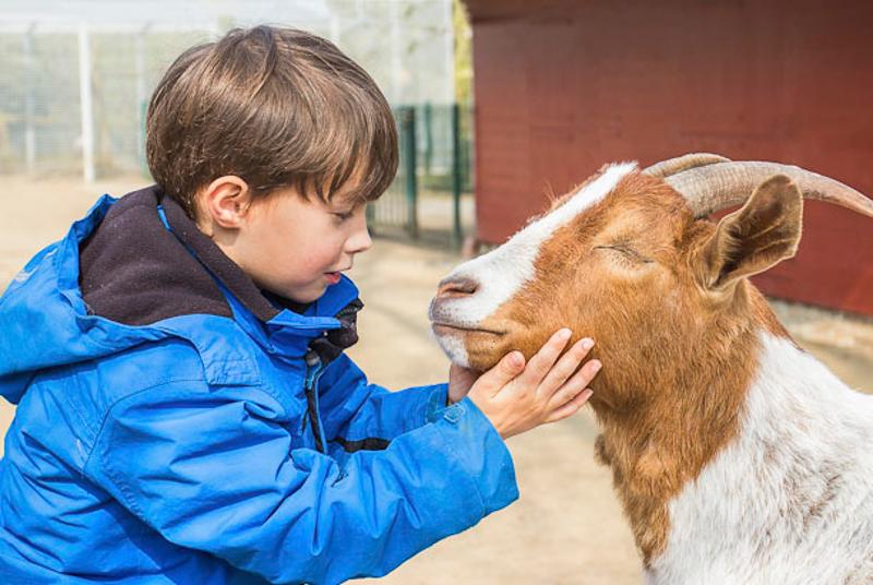enfant caresse une chevre pendant une colonie de vacance ferme en auvergne