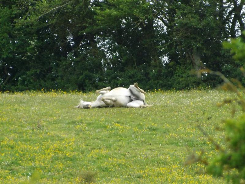 Un cheval se roule dans l'herbe lors de la colonie de vacances passage gallop