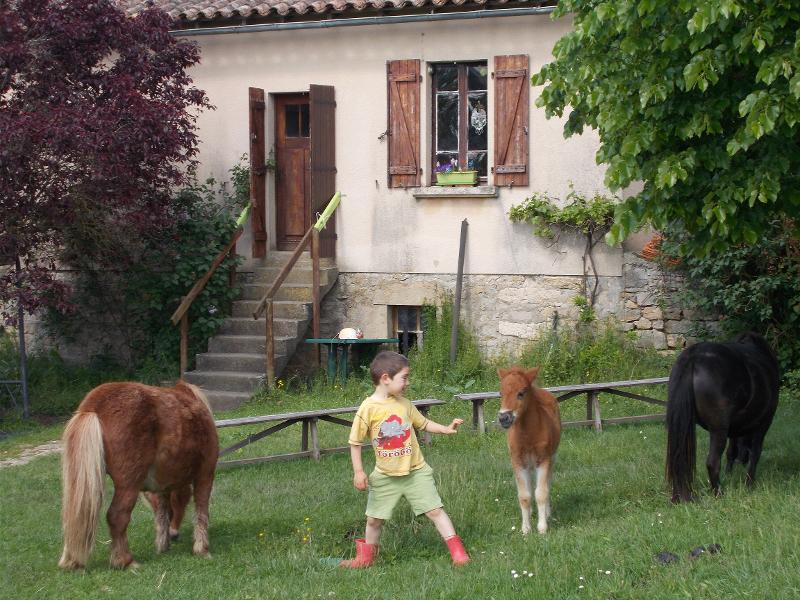 Un enfant joue avec des poney dans le jardin en colonie de vacances passage gallop