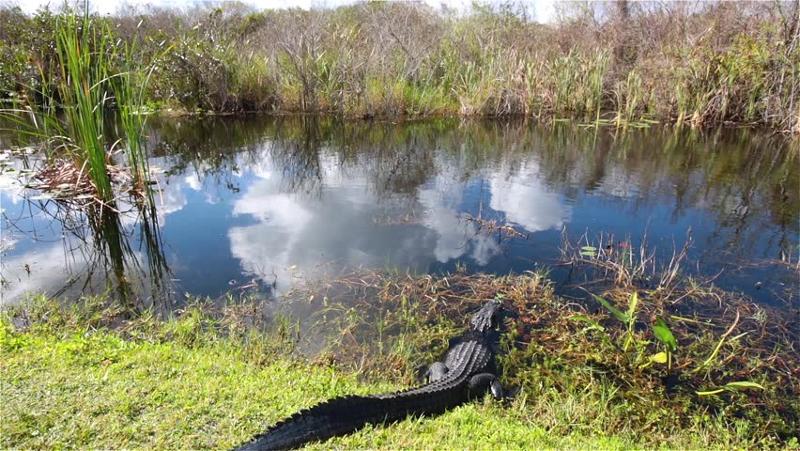 alligator dans le marécage en colonie animaux