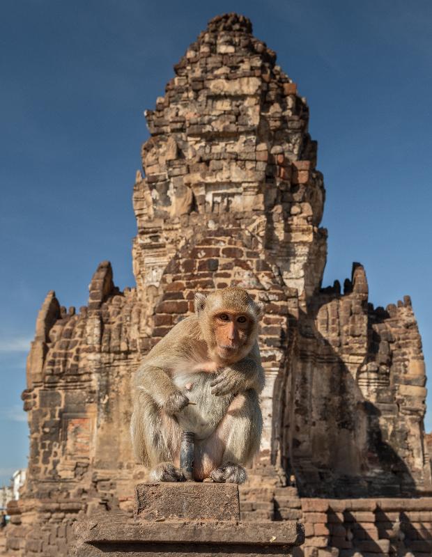 singe sur un monument de pierre colo animaux