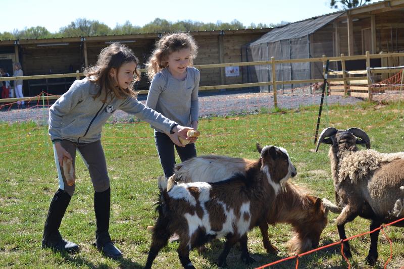Deux filles jouent avec des chèvres en colonie de vacances Limousin