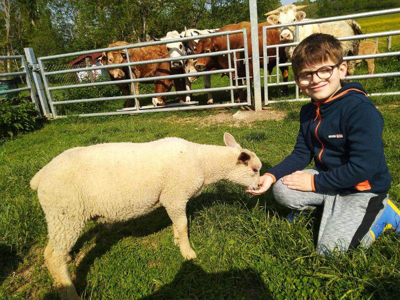 petit garçon avec un agneau en colonie nature et decouverte