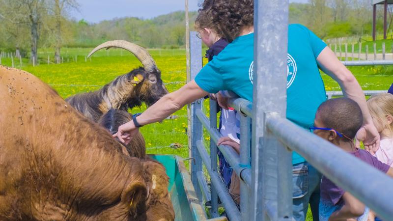 enfants avec des chèvres et une vache en colonie nature et decouverte