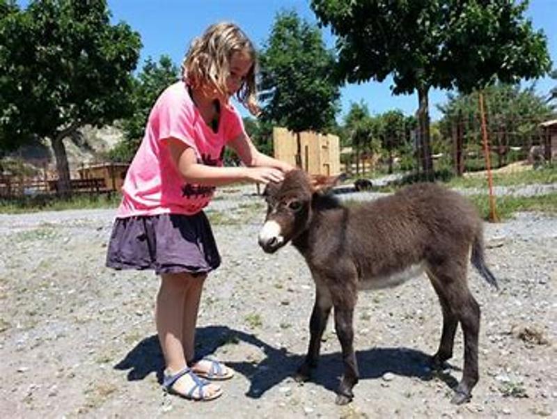 petite fille qui caresse un petit bourricot