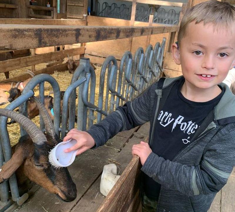 garçon qui brosse la tête d'une chèvre à la ferme en colonie vacance bourboule