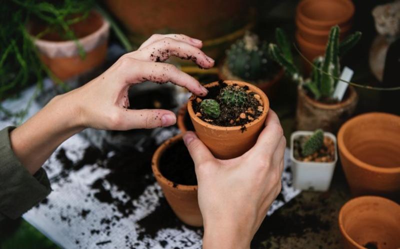 enfant qui plante un cactus en colonie octobre