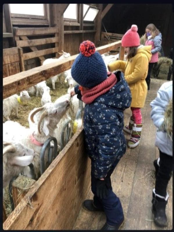 enfants dans une chèvrerie en colo