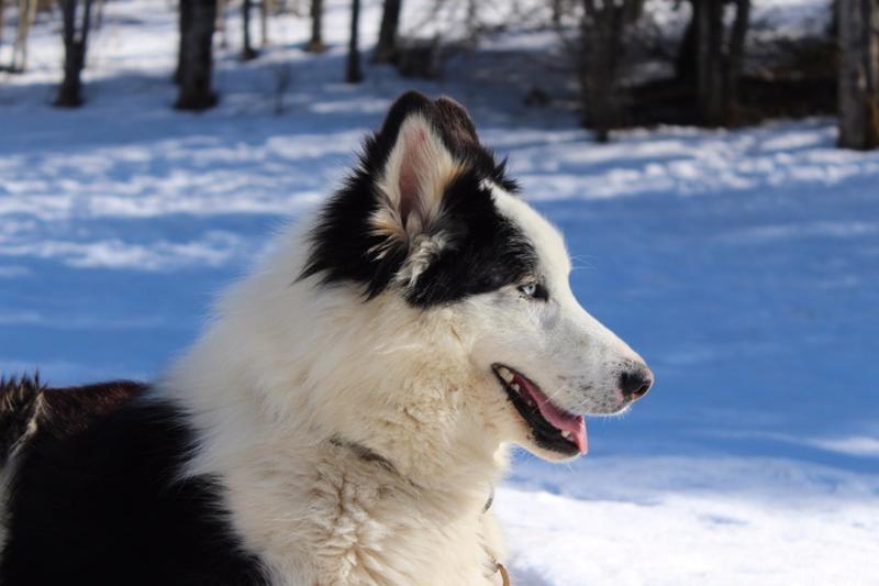 husky au pelage noir et blanc en colonie de vacances chien de traineau