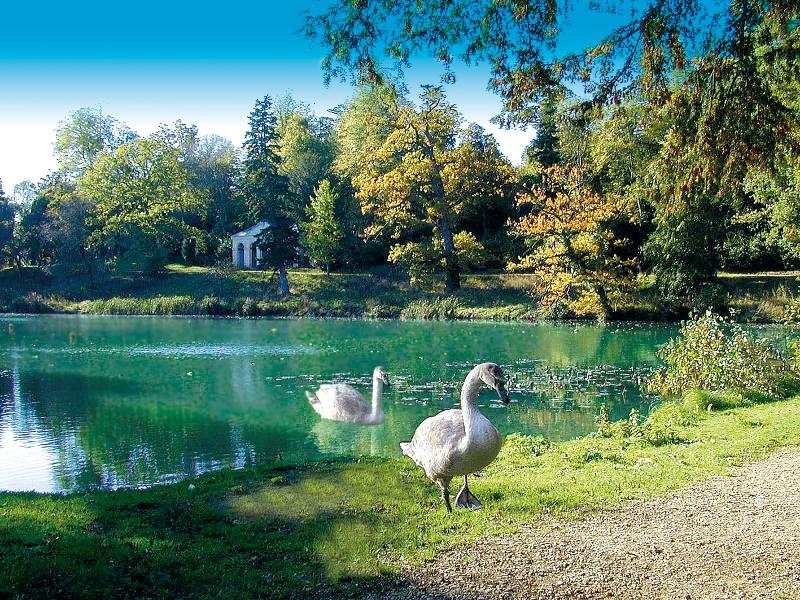 petit lac au milieu d'une forêt avec des cygnes qui sortent de l'eau