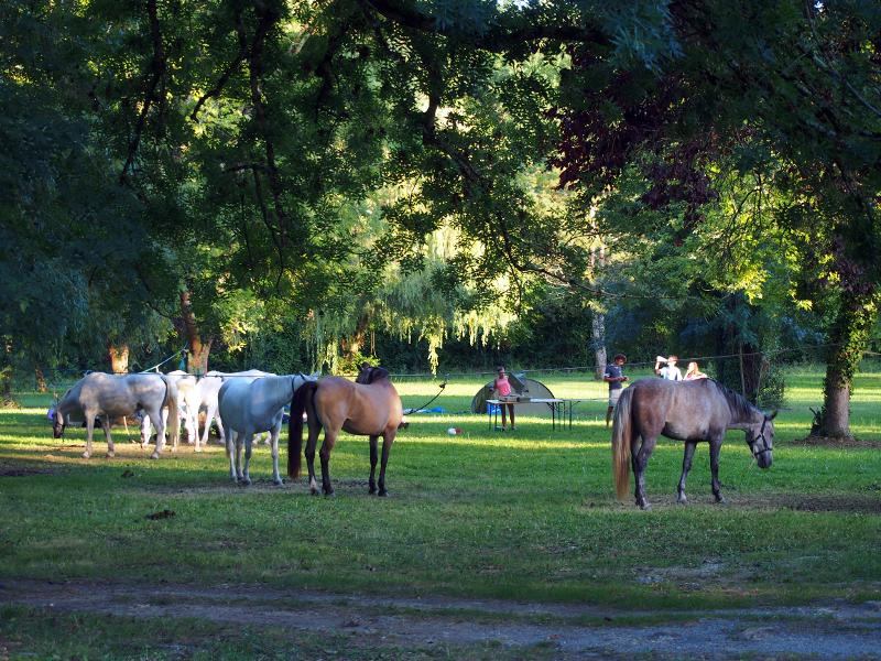 chevaux qui mangent l'herbe en colonie equitation gironde