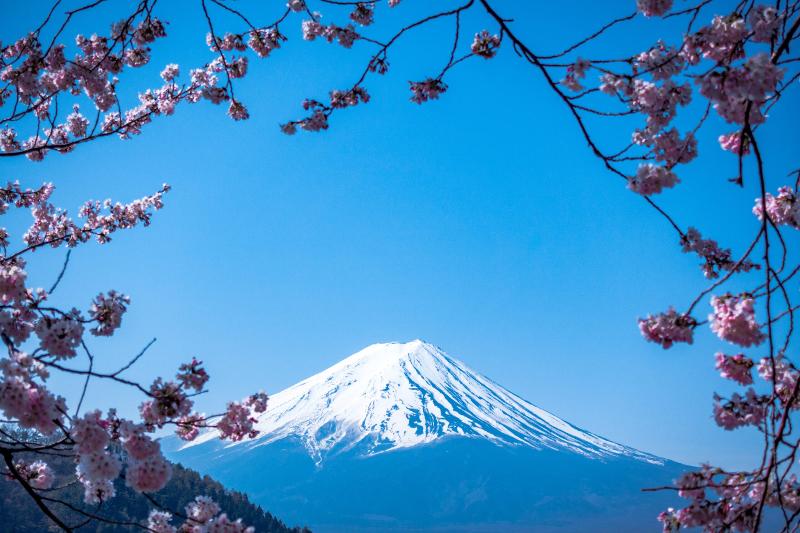 vue sur le mont fuji avec des cerisiers autour en colonie au japon
