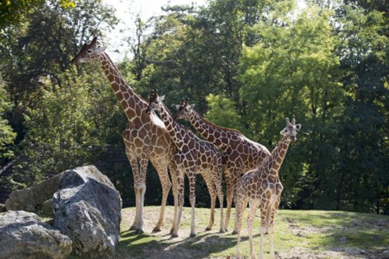 Zoo de Beauval et Découverte des Châteaux Toussaint - Photo 2