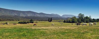 vue sur un champ avec des chevaux avec la montagne en colonie de vacances fevrier