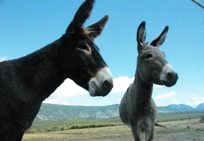 Nature et Équitation en Pyrénées - Pyrénées Orientales