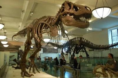 Un squelette de dinosaure est exposé dans un musée
