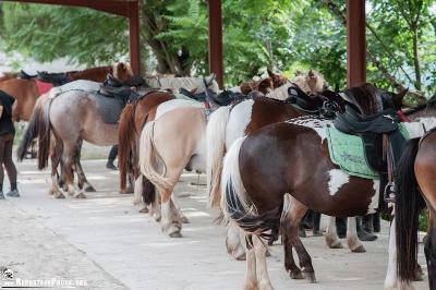 Les chevaux de la colonie de vacances en Tarn-et-Garonne attendent leur cavalier Un groupe de chevaux alignés en colonie de vacances Tarn-et-Garonne