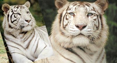 Colonie de Vacances Zoos et Découverte des Animaux Printemps - Indre