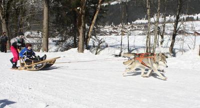 Colonie Musher et Chiens de Traîneaux en Haute-Savoie Colonie Musher et Chiens de Traîneaux en Haute-Savoie - Haute-Savoie